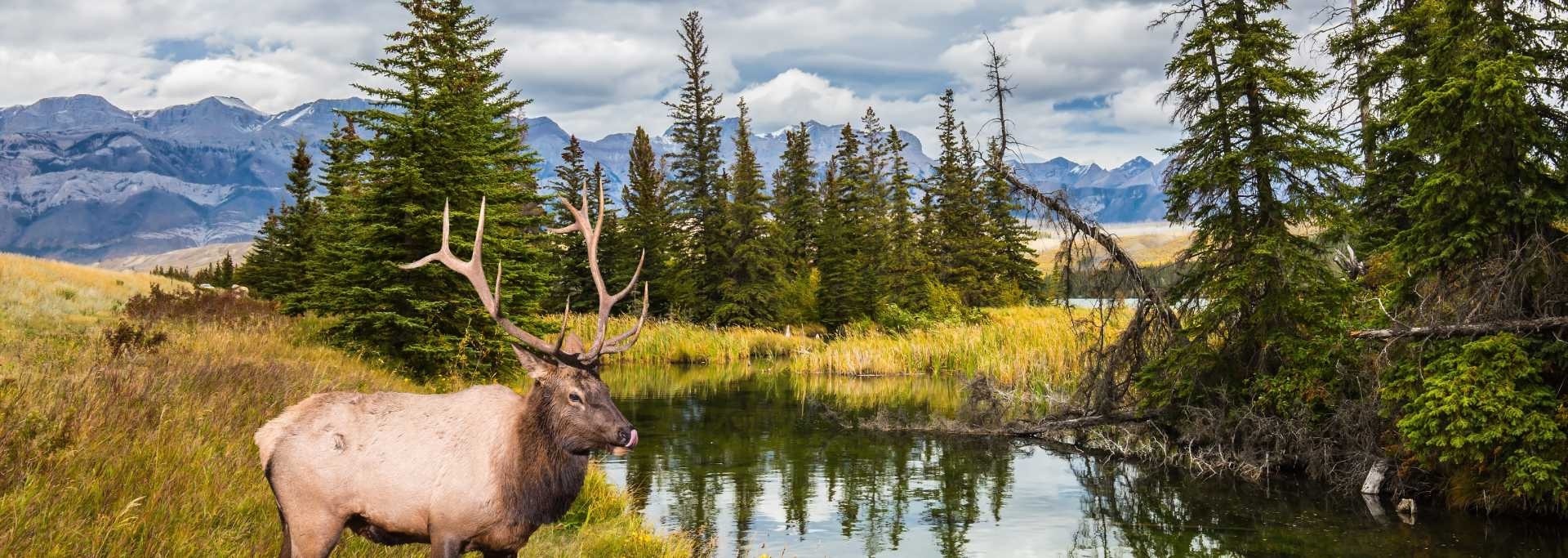 Frederick G. Renner Award