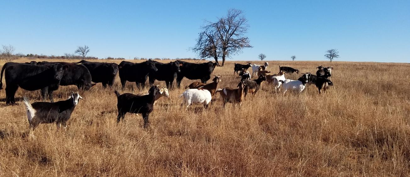 Targeted Grazier Certification