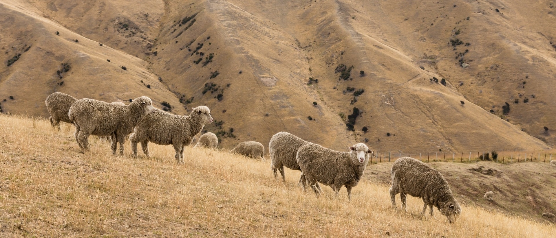 Targeted Grazier Certification